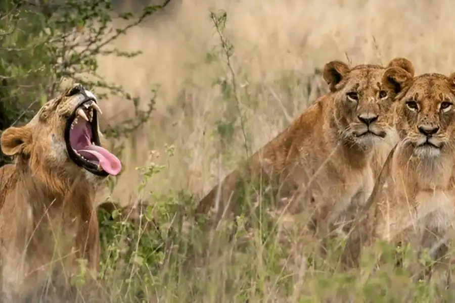 🕓Nairobi: National Park, Giraffe Center, Kazuri Beads Tour
