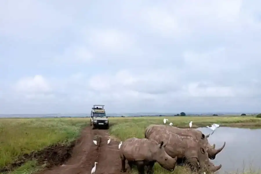 🚸Nairobi: National Park Half-day Group Tour With Pickup