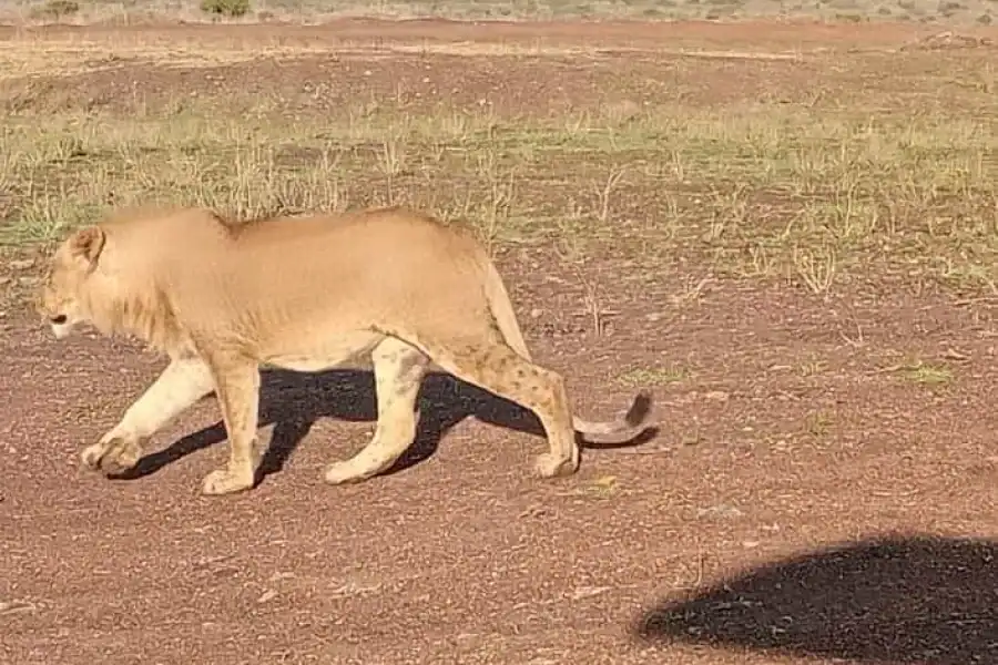 🚸Nairobi National Park Half-day Guided Game Drive