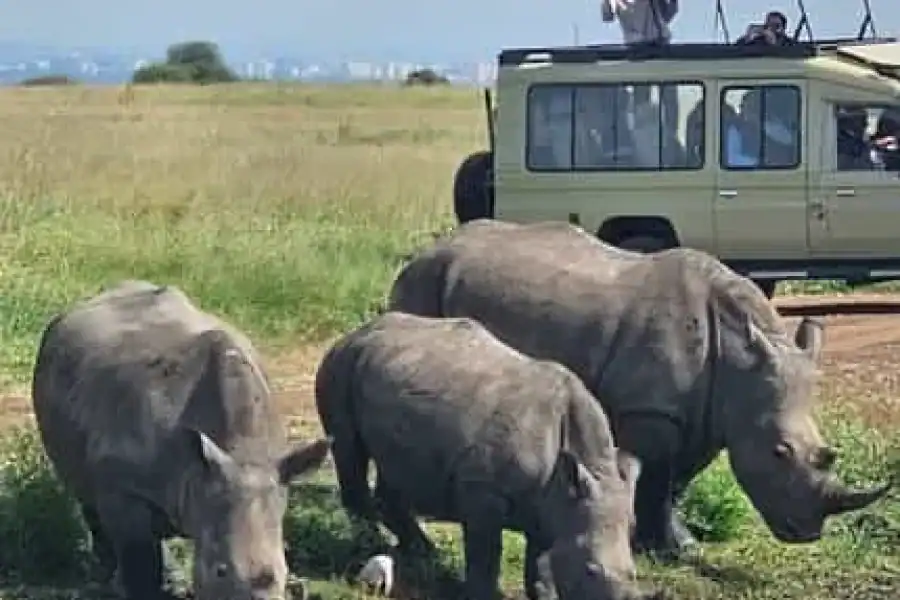 🚸Nairobi National Park Half-day Guided Game Drive With Pickup