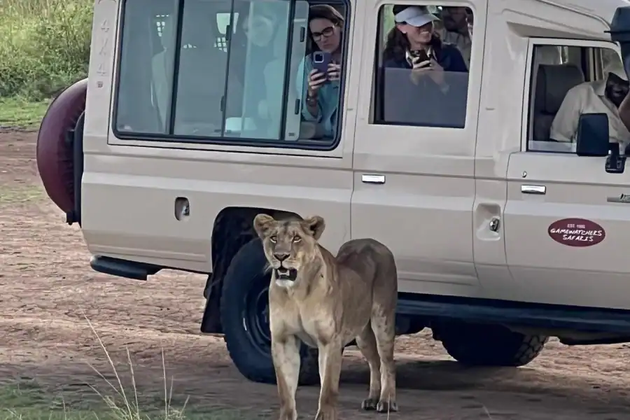 🕓Nairobi National Park Half-Day Safari from Nairobi
