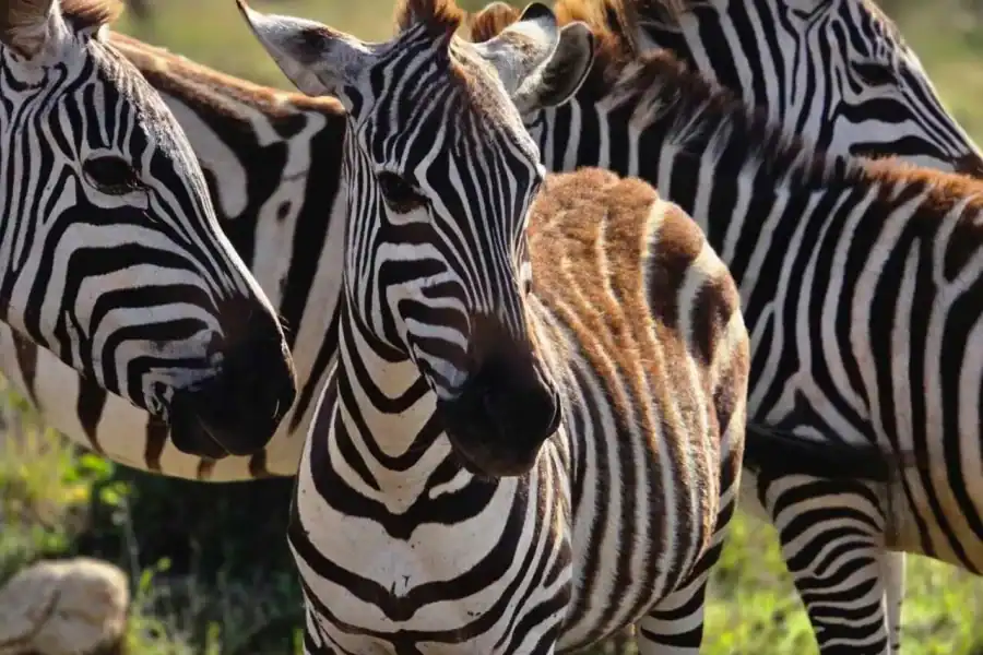 🕓Nairobi National Park Half-Day Safari – Group Joining Tour