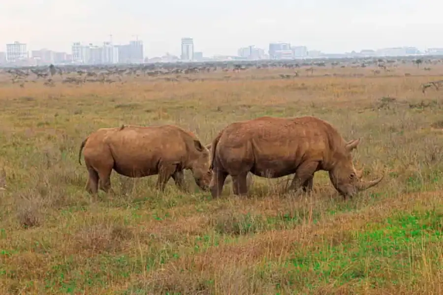 🚸Nairobi National Park: Half-day Trip