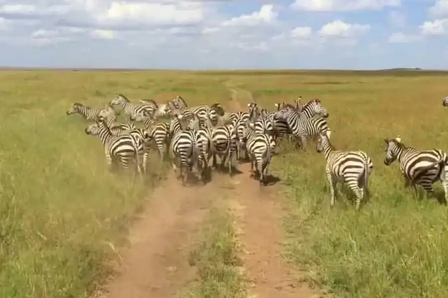 🚸Nairobi National Park Morning Game Drive With Free Pickup