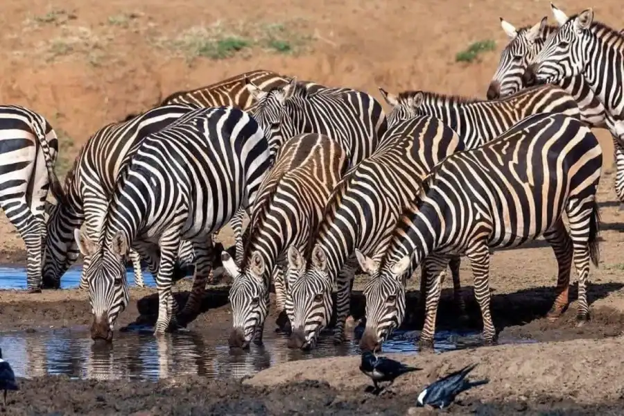🕓Nairobi: National Park private sunrise or sunset game drives