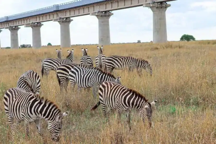 🚸Nairobi: National Park Private Tour In 4×4 Jeep