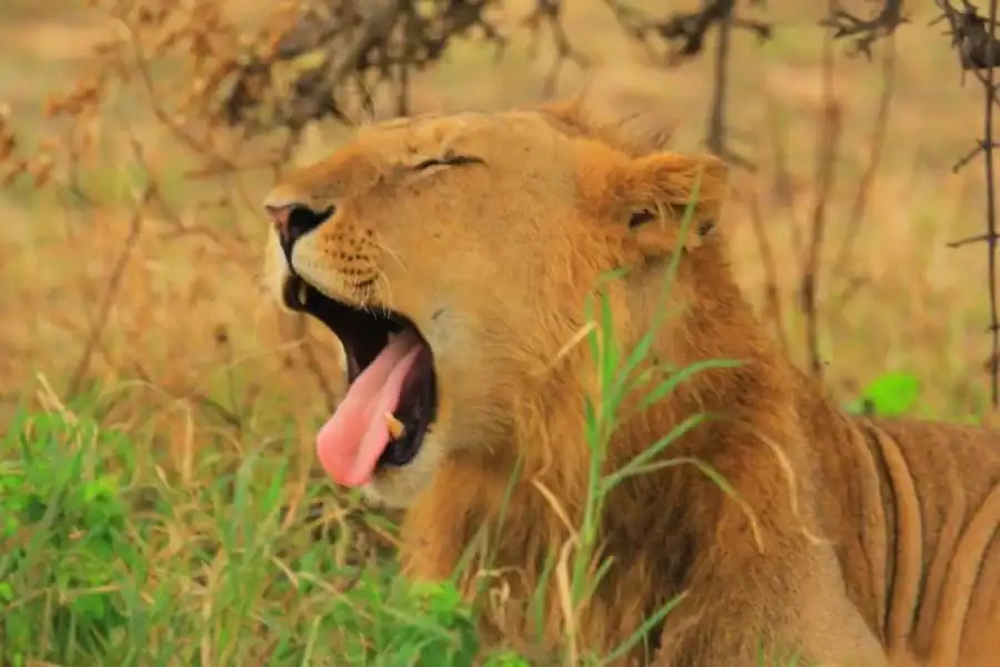 🕓Nairobi National Park Safari Tour