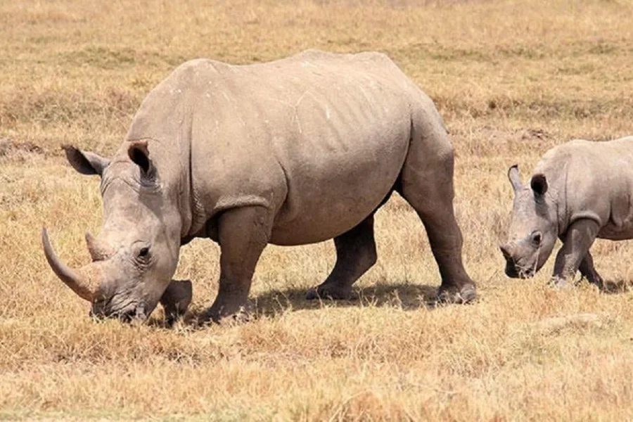 🕓Nairobi: National Park Safari with Pickup and Game Drive