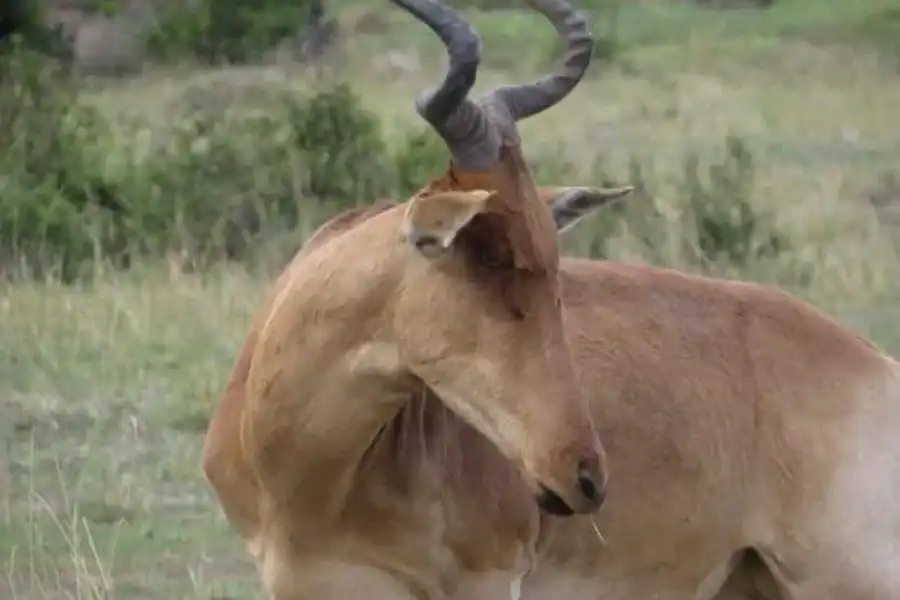 🚸Nairobi National Park: Sunrise And Sunset Tours