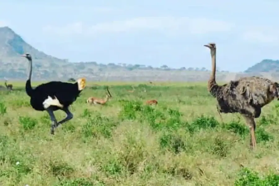 🚸Nairobi National Park Sunrise Or Sunset Game Drive