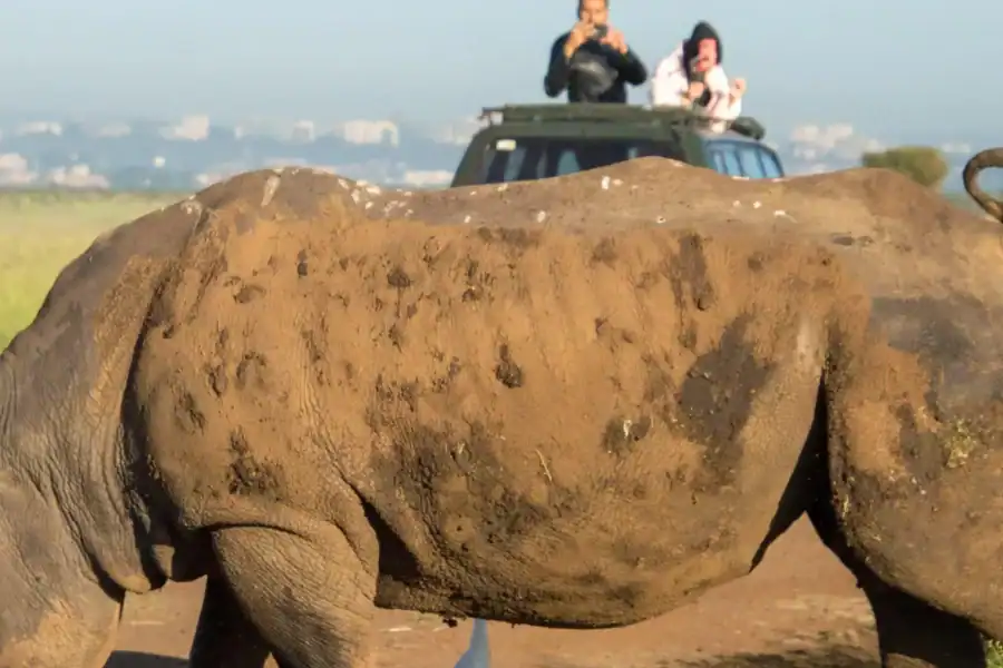 🕓Nairobi National Park: with an open pop roof jeep