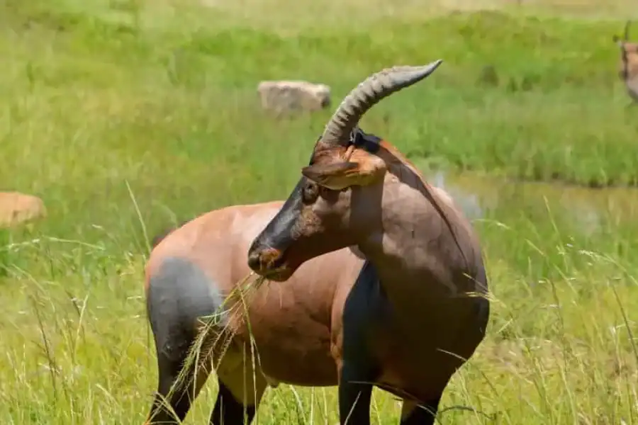 🚸Nairobi National Park: With An Open Pop Roof Jeep