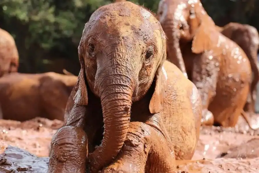 🕓Nairobi National Park,Elephant Orphanage&Giraffe Centre Tour
