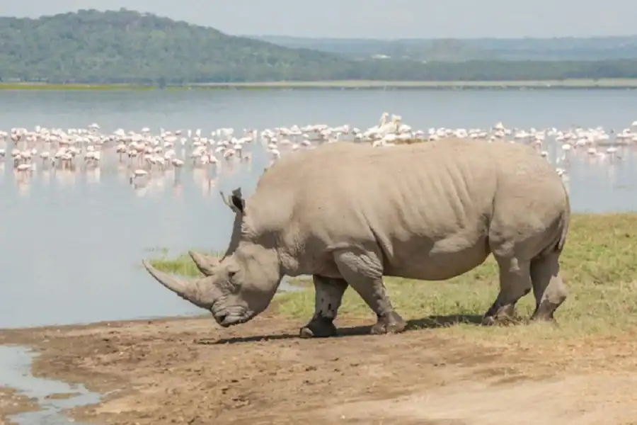 🕓Nairobi: Ol Pejeta Conservancy Day Tour with Game Drive