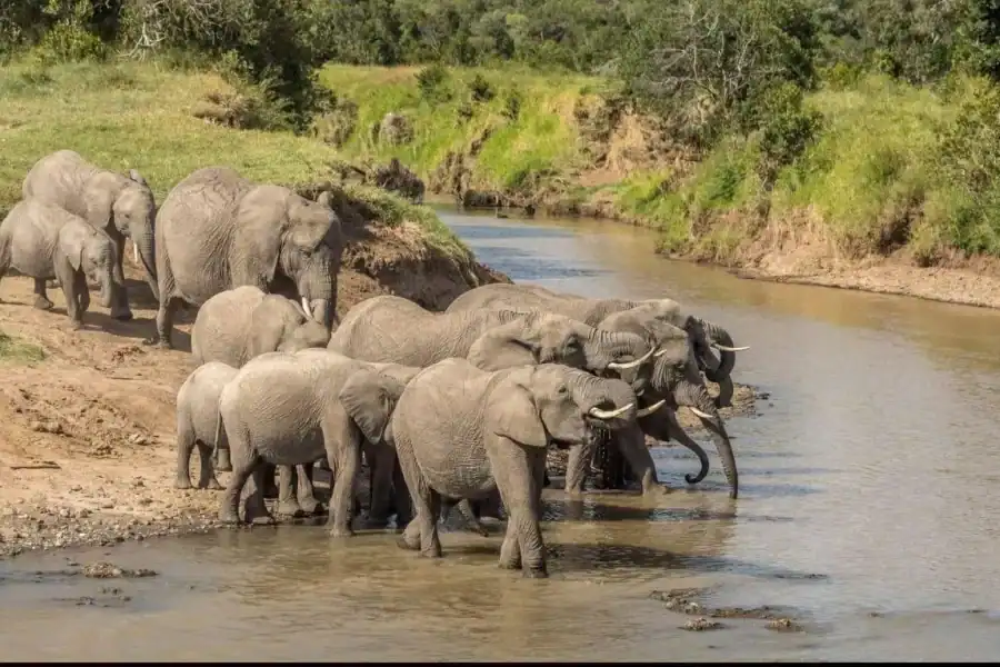 🕓Nairobi: Ol Pejeta Conservancy Overnight Safari