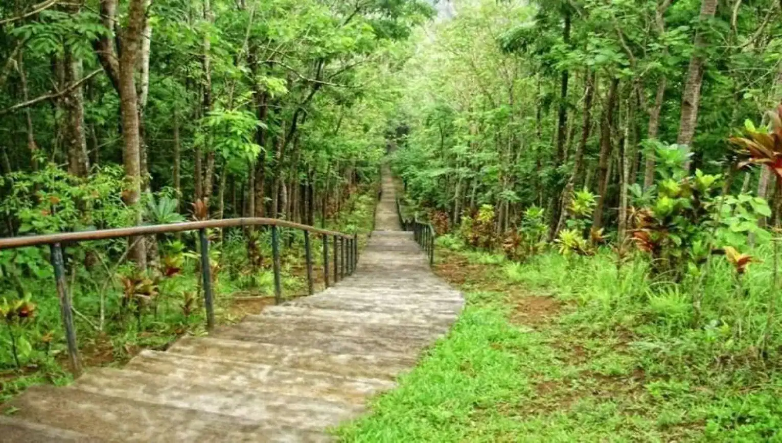 🕓Nairobi: Oloolua Nature Trail Guided Forest Walk