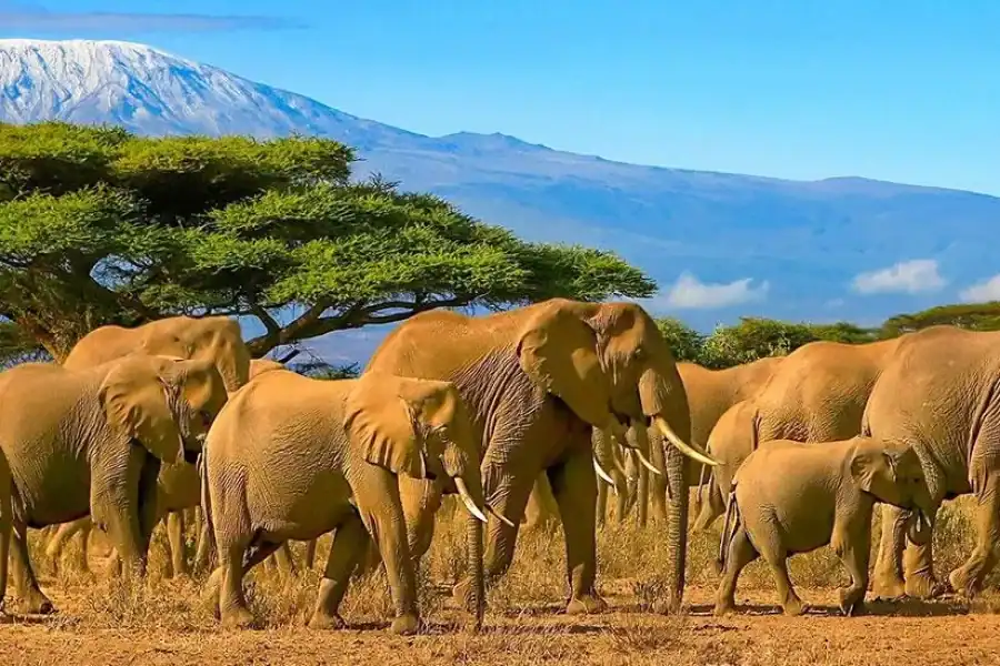 🕓Nairobi: Overnight Safari to Amboseli National Park