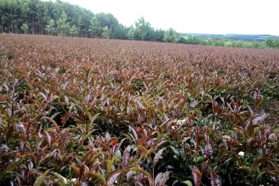🚸Nairobi: Purple Tea Farm.
