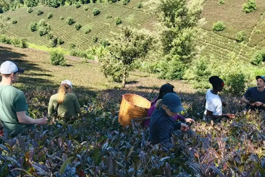 🕓Nairobi: Purple Tea Farm Tour at Gatura Greens