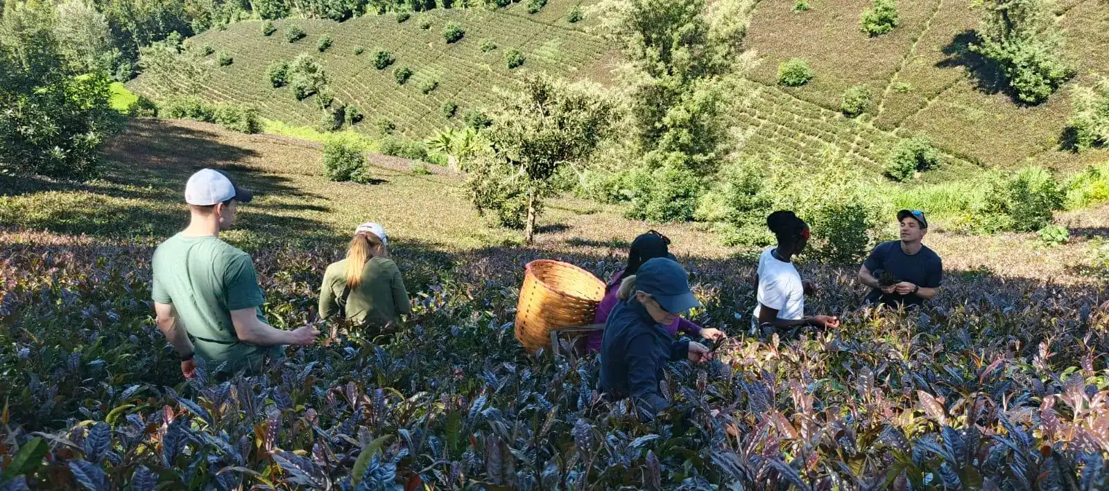 🕓Nairobi: Purple Tea Farm Tour at Gatura Greens