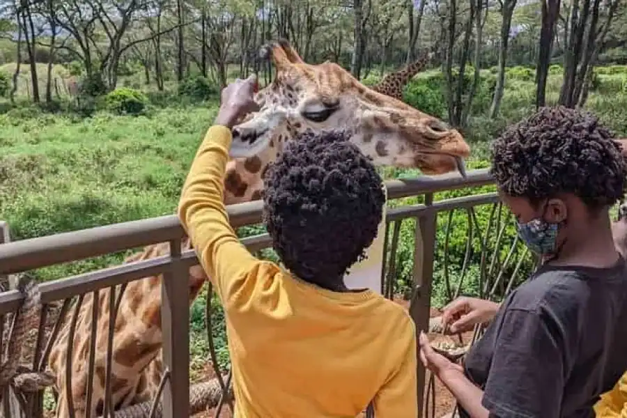 🚸Nairobi: Sheldrick Elephant Orphanage And Giraffe Center