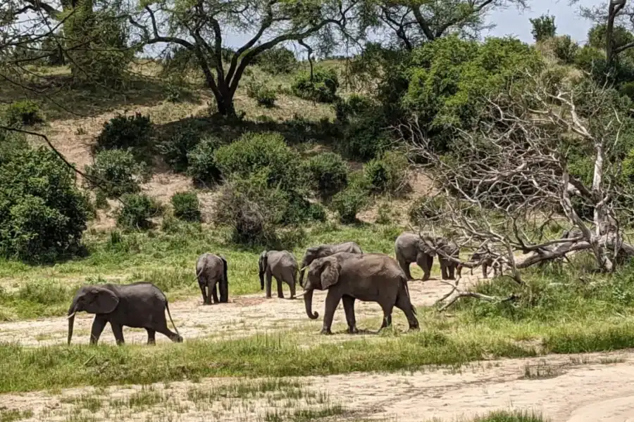 🕓Nairobi: Sunrise Safari, Breakfast, and City Walk