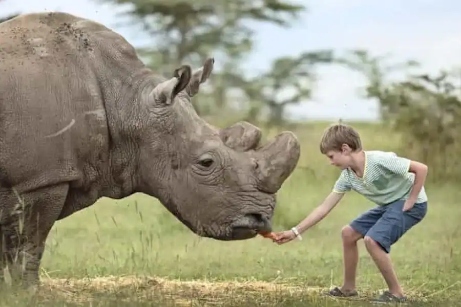 🚸Nairobi: Sweetwaters Chimpanzee Sanctuary And Ol Pejeta Tour