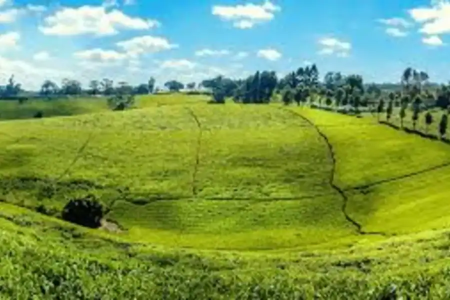 🕓Nairobi: Tigoni Tea Plantation Tour with Lunch& Tasting