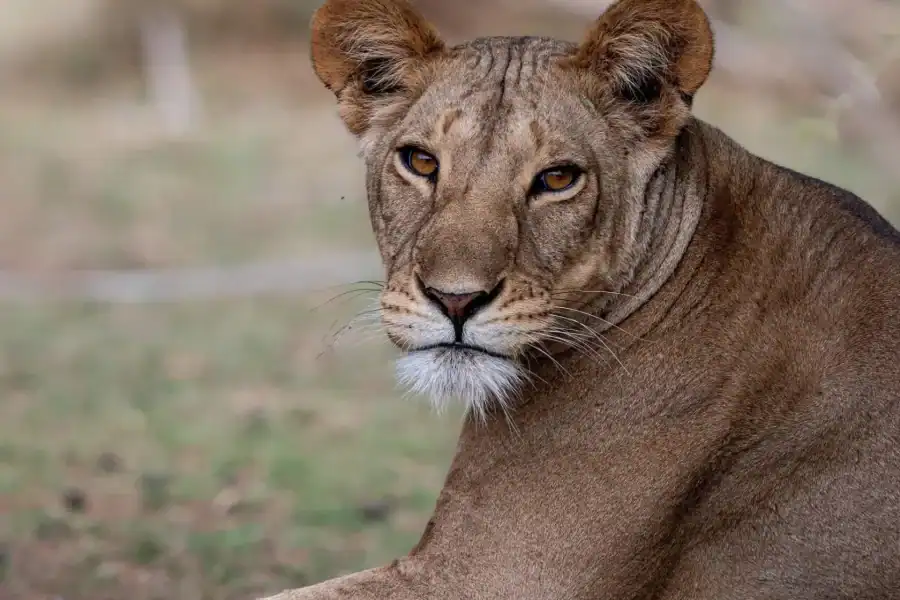 🕓* Nairobi: Transfer to Maasai Mara – Sekenani Gate. AW
