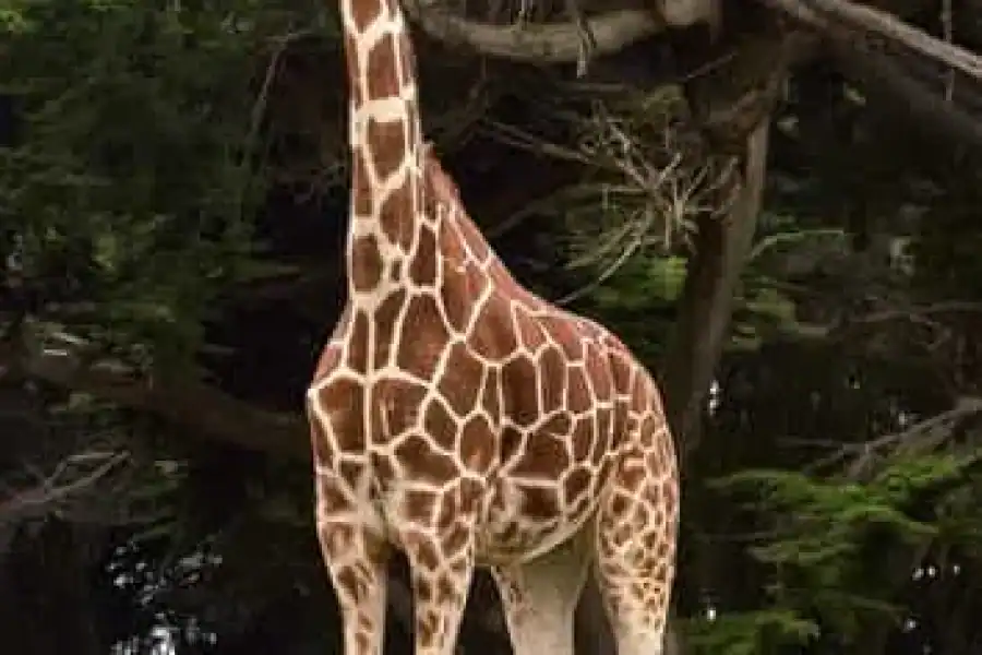 🚸Nairobi: Visit Giraffe Centre With Kazuri Beads Factory