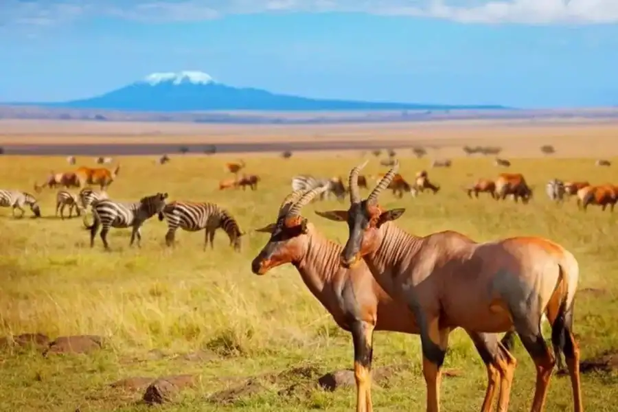 🕓Nairobi:3-Day Amboseli National Park Safari