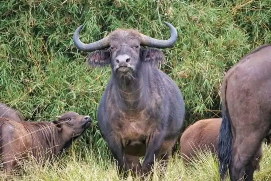 🕓Nairobi:3 Days, 2 Nights group joining safari to Maasai Mara