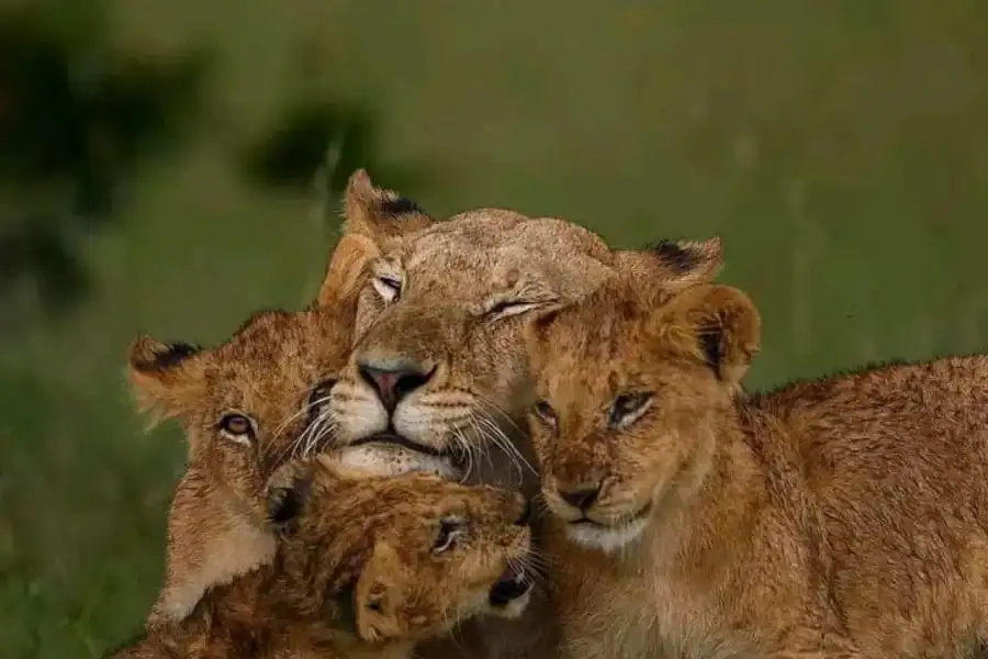 🕓Nairobi:3 Days trip to Ruma National park