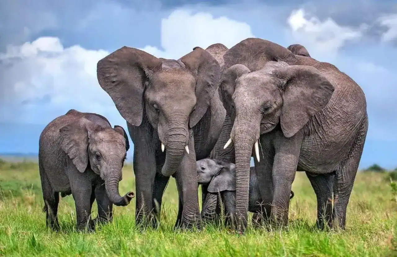🕓Nairobi:6 Days group joining to Mara Nakuru& Amboseli parks