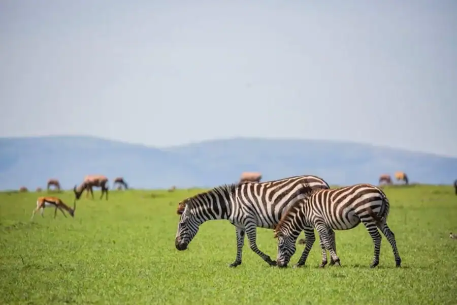 🕓Nairobi:Amboseli Full-Day Game Drive Adventure