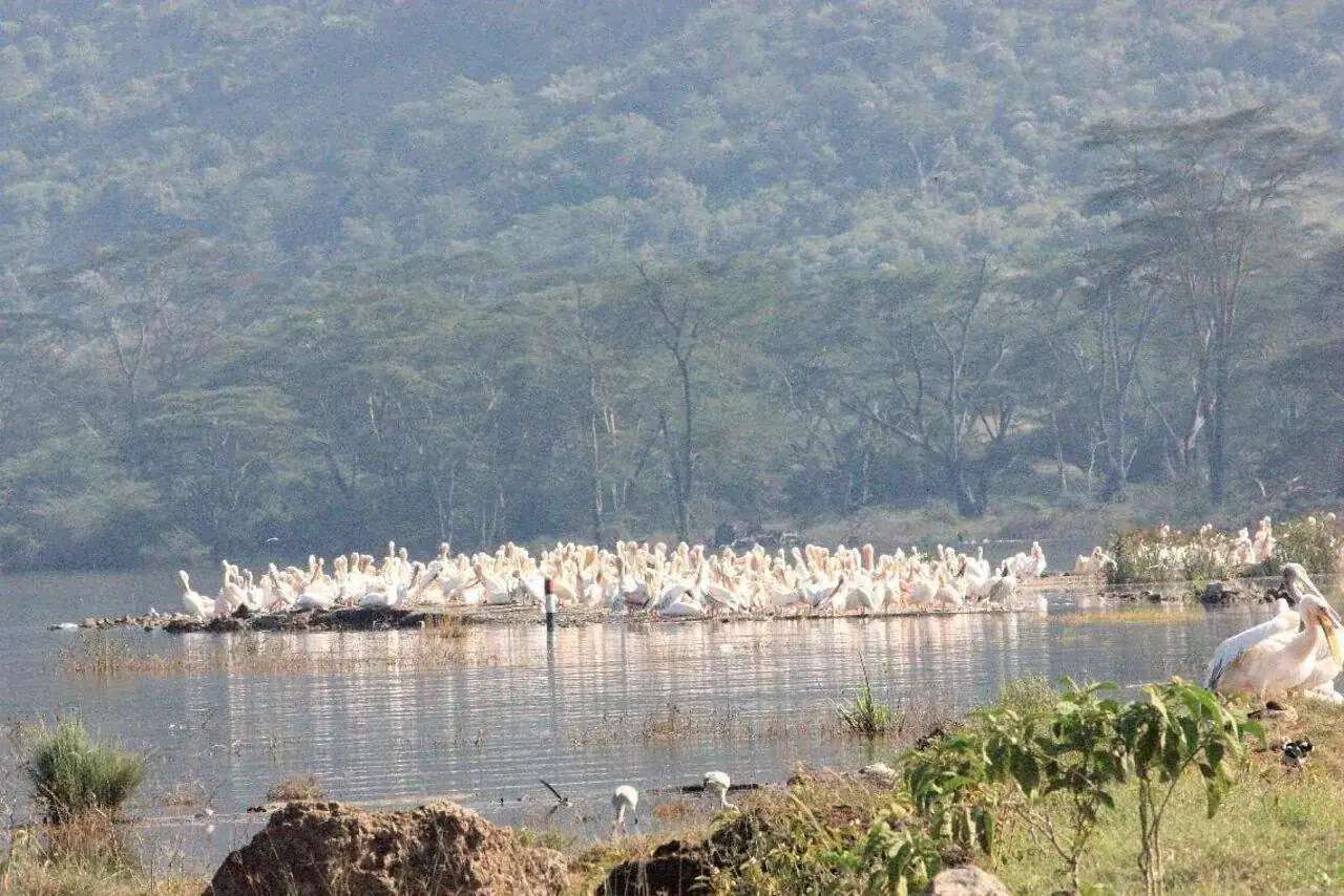 🕓Nairobi:Lake Nakuru Full-Day Game Drive Experience