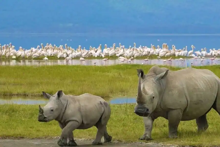 🕓Nairobi:Lake Nakuru National Park Day Safari