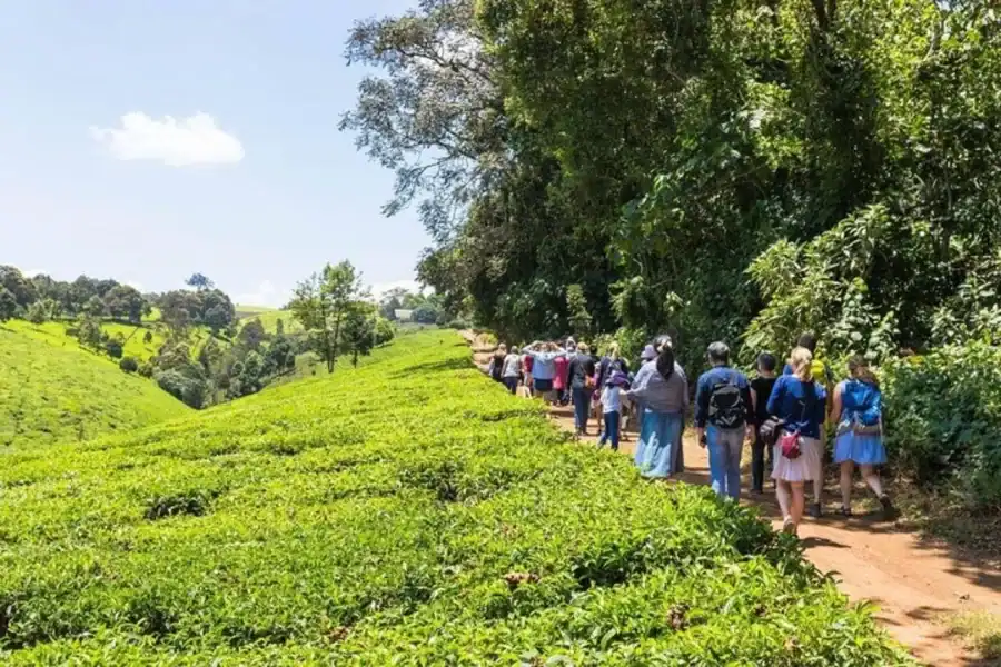 🕓Nairobi:Limuru Highlands-Kiambethu Tea Farm& Tea Experience