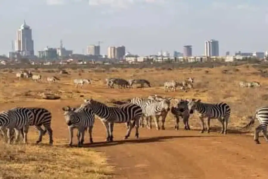 🚸Nairobi;nairobi National Park, Baby Elephant& Giraffe Center