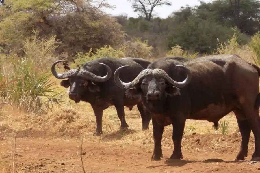 🕓Nairobi:Nairobi National Park Morning / Afternoon Game Drive