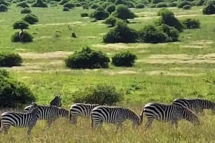 🚸Nairobi:private Tour To National Park, Elephant, And Giraffe