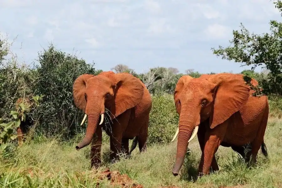 🕓Nairobi:Tsavo East National Park Day Safari Tour