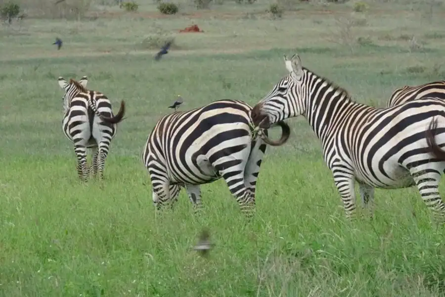 🕓Nairobi:Tsavo East National Park Overnight Safari