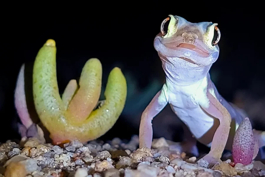 🕓Namib Desert Night Walk