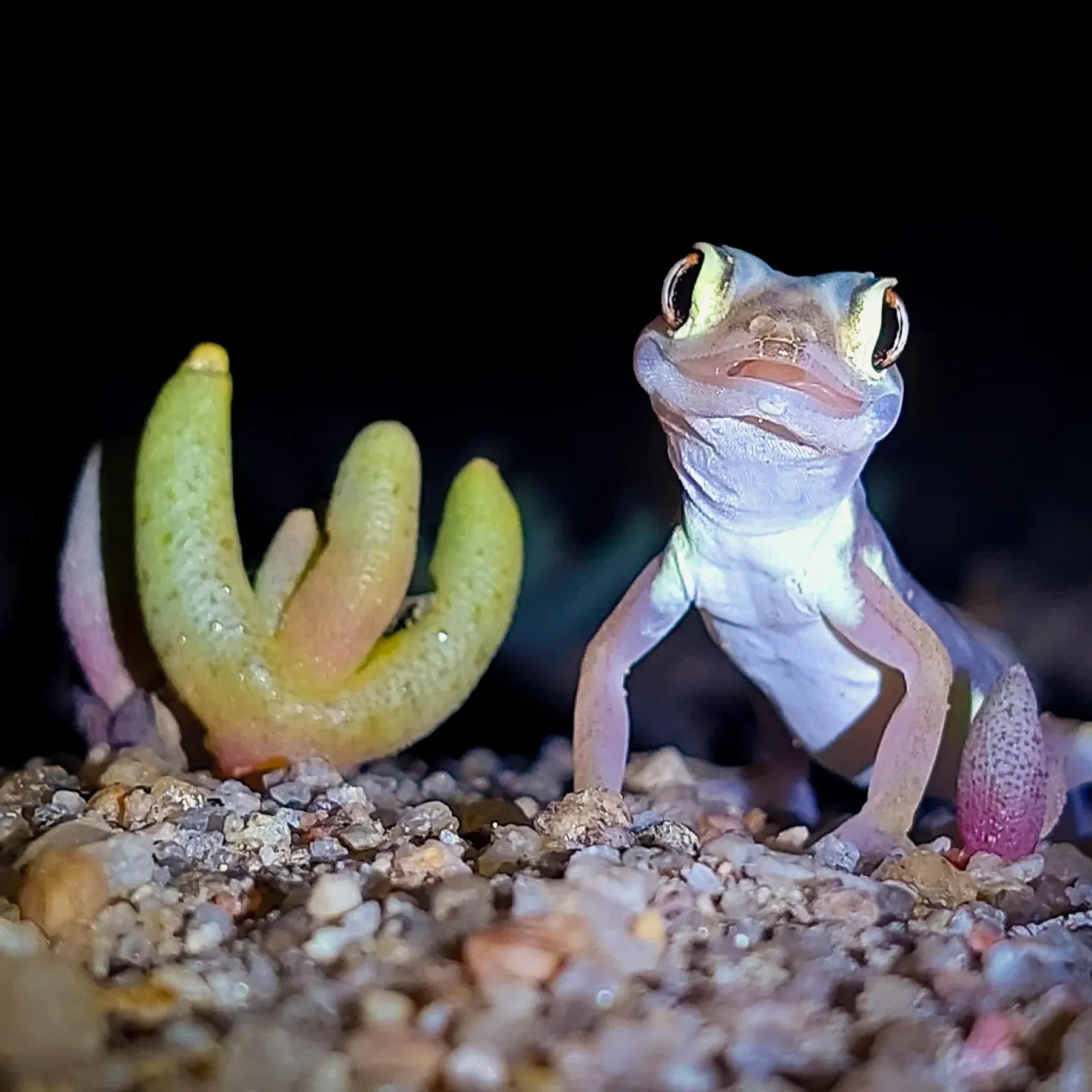 🕓Namib Desert Night Walk