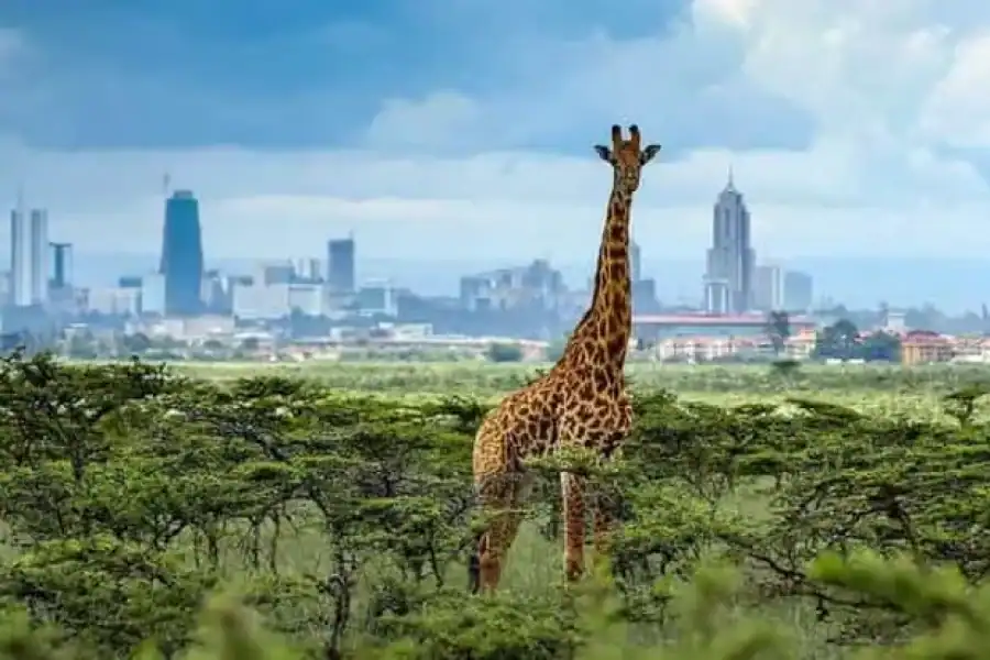 🚸National Park, Baby Elephant & Giraffe Center Tour Day Tour