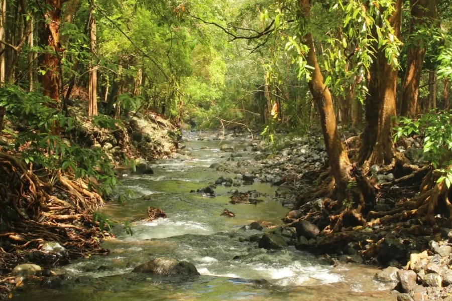 🕓Nature Hike Piton Petite Rivière Noire with Lunch& Transfer