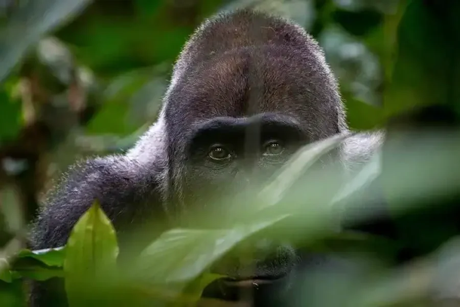🚶🏽 Hiking the Odzala-Kokoua Wilderness Trail (Congo-Brazzaville)