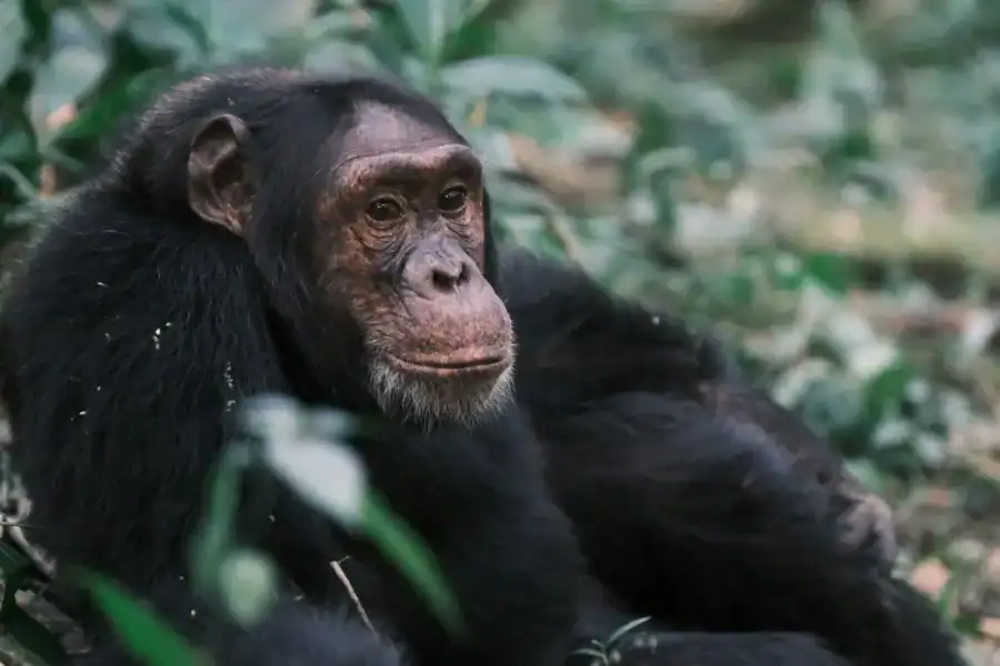 🕓Ngamba Island Chimpanzee, Entebbe and Victoria Tour
