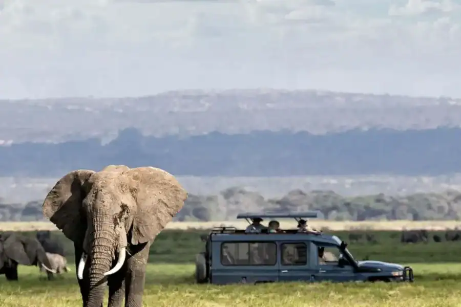 🕓Ngorongoro Crater Day Trip Group Safari.